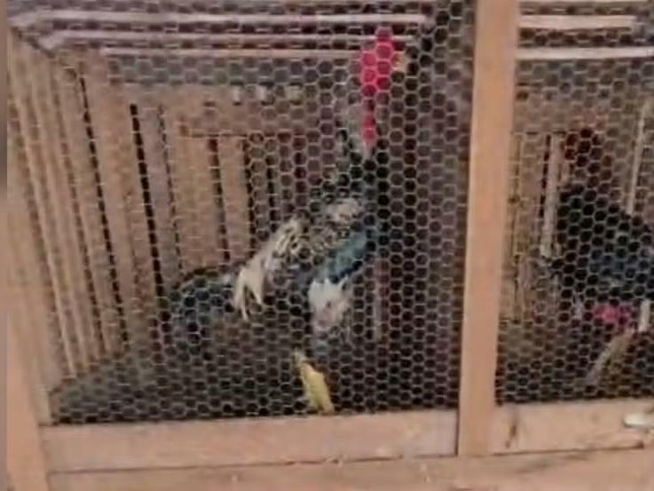 Rinha clandestina com mais de 60 galos é descoberta durante operação em Santarém.